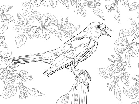 Yellow Shouldered Blackbird Coloring Page